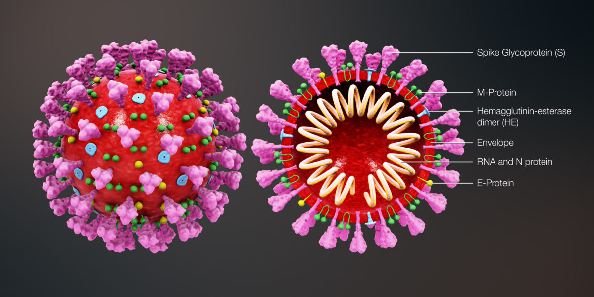 3D_medical_animation_coronavirus_structure